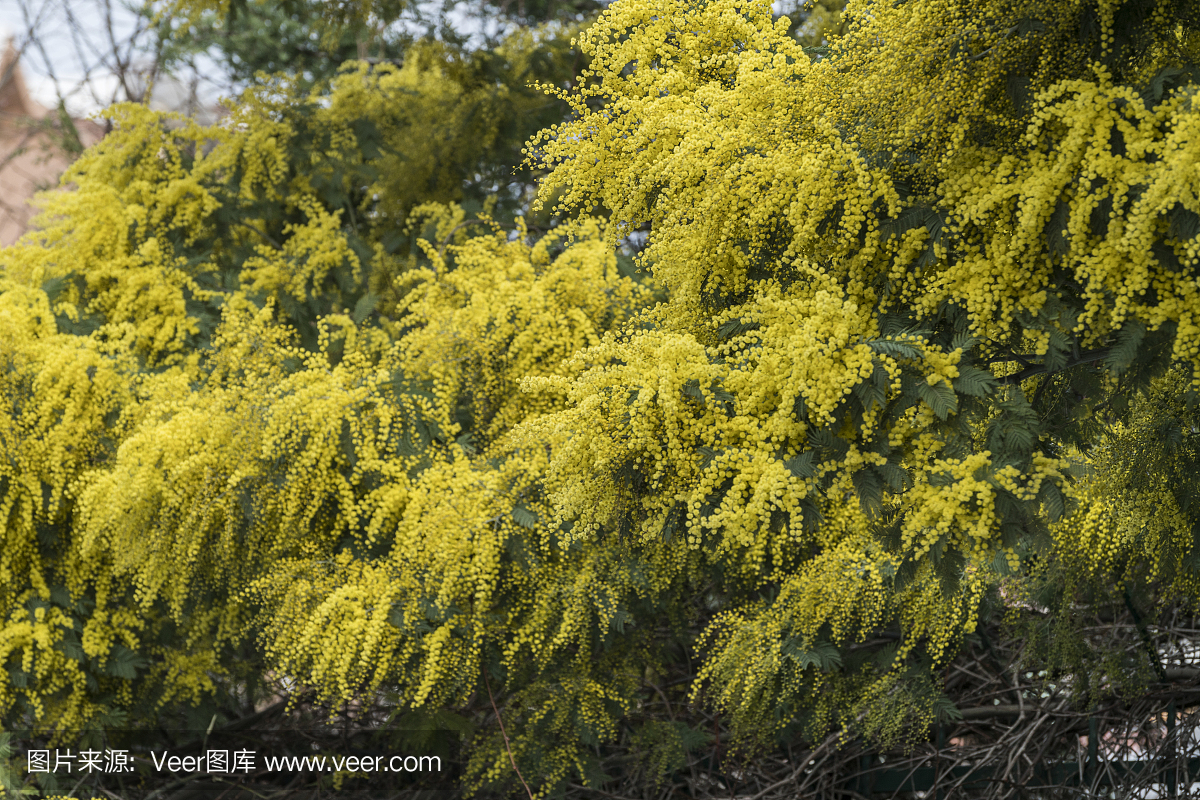 枯草热,花粉热,干草热,花粉过敏症