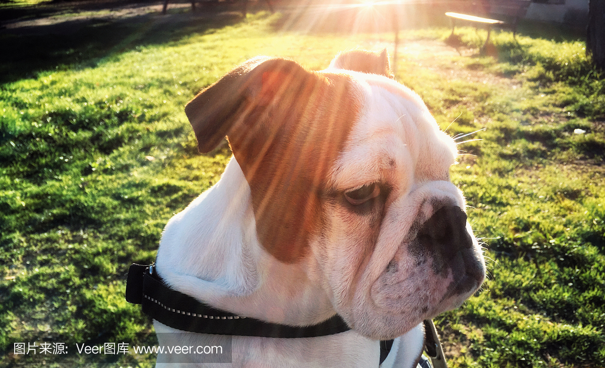 肖像:英文牛头犬在明亮的阳光下,户外,特写