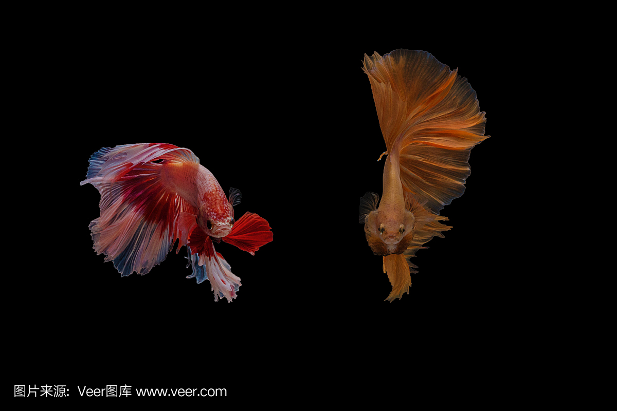 两种颜色暹罗斗鱼,黑色背景上孤立的斗鱼。