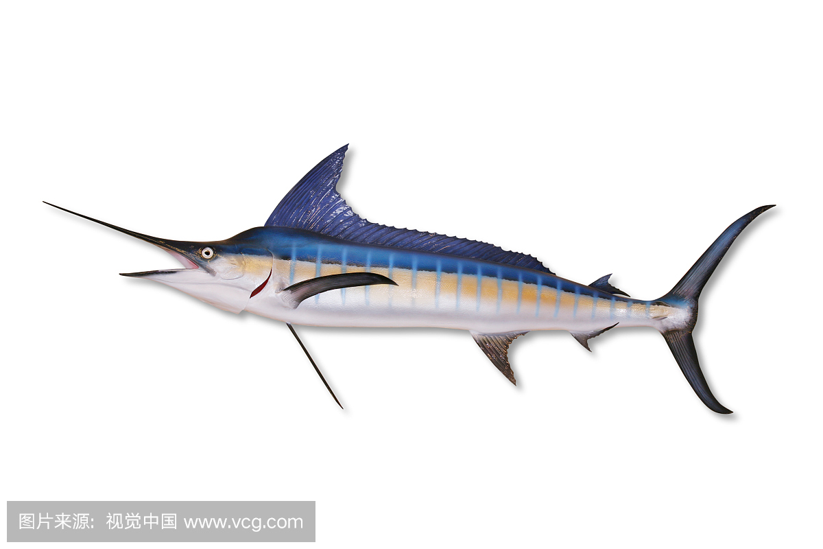 蓝枪鱼,蓝马林鱼,蓝四鳃旗鱼,白色背景