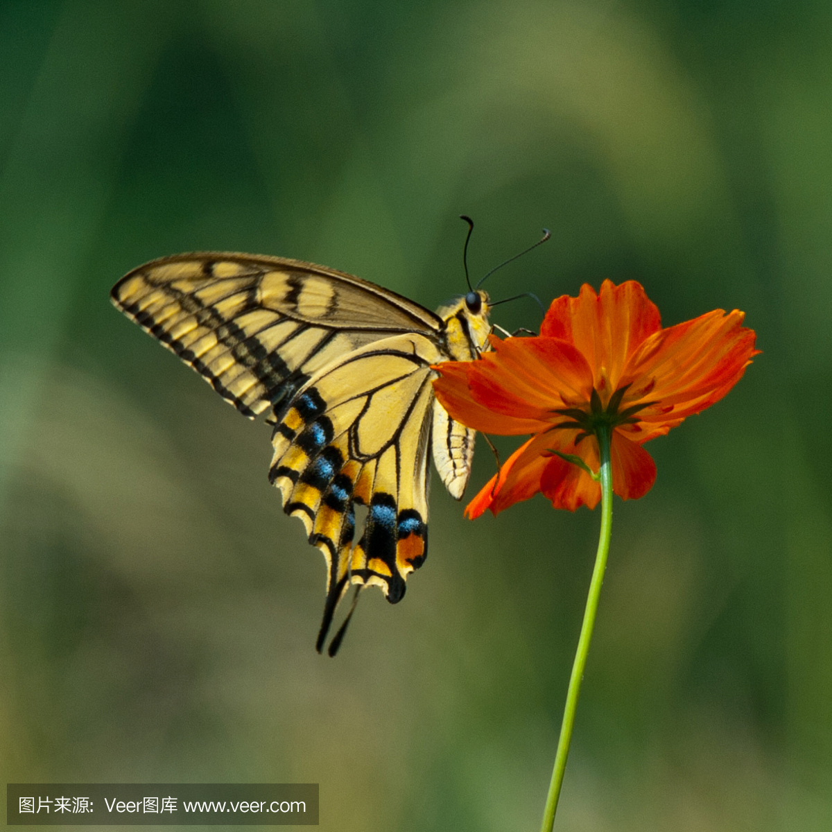 新泻县,新滹,日本本州岛中北岸港市,新泻区