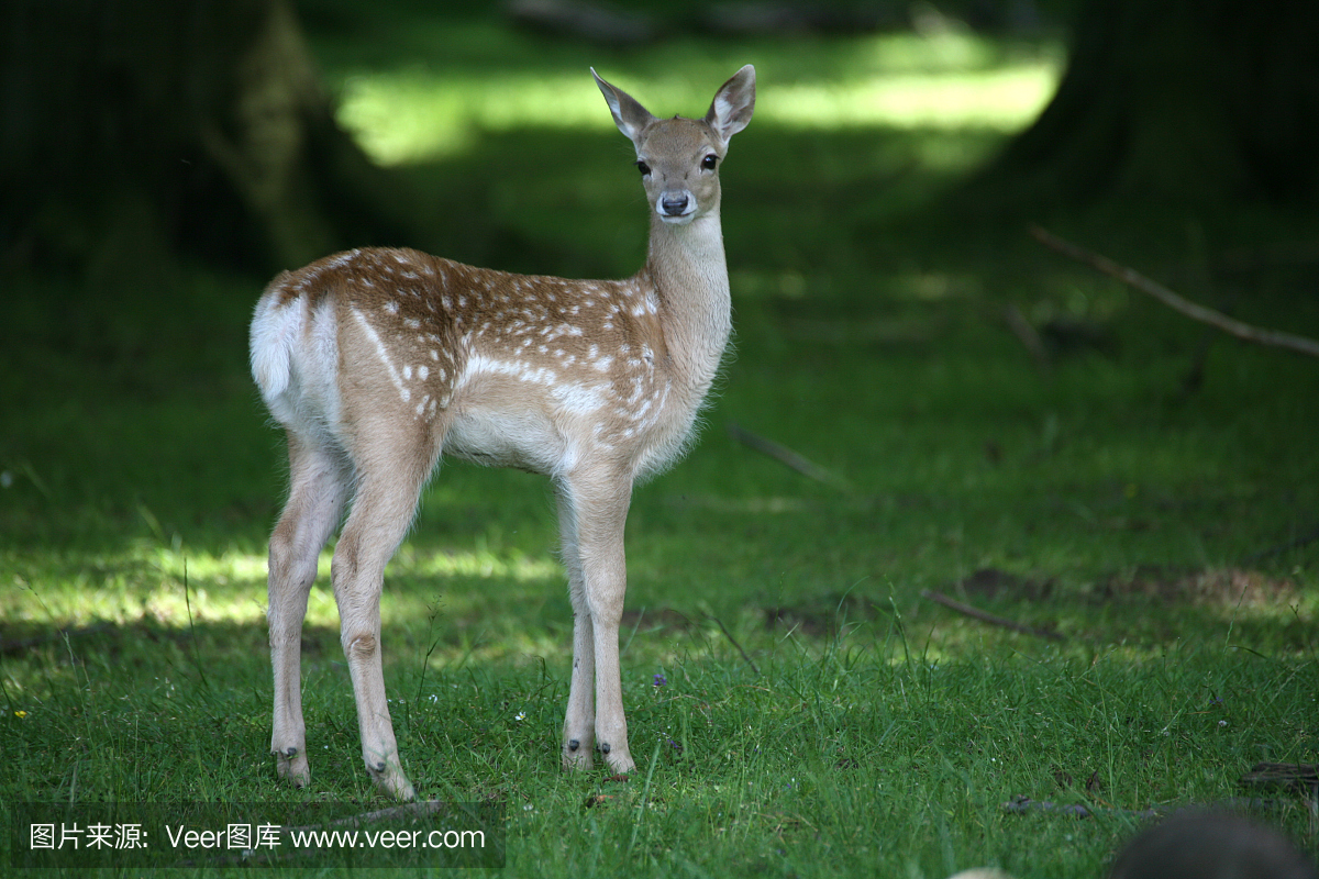 梅花鹿,中国梅花鹿,日本梅花鹿,小山羊