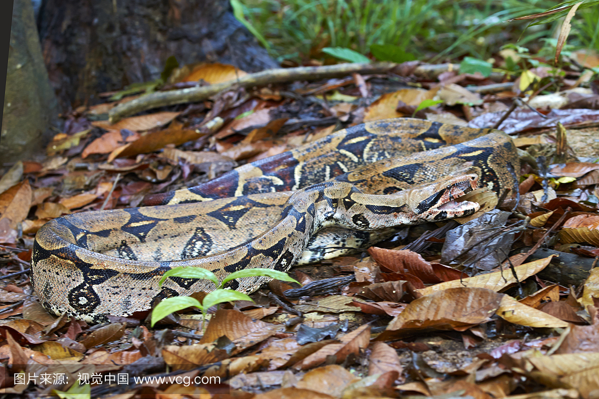Boa constrictor on dead leaves - Amazon river 