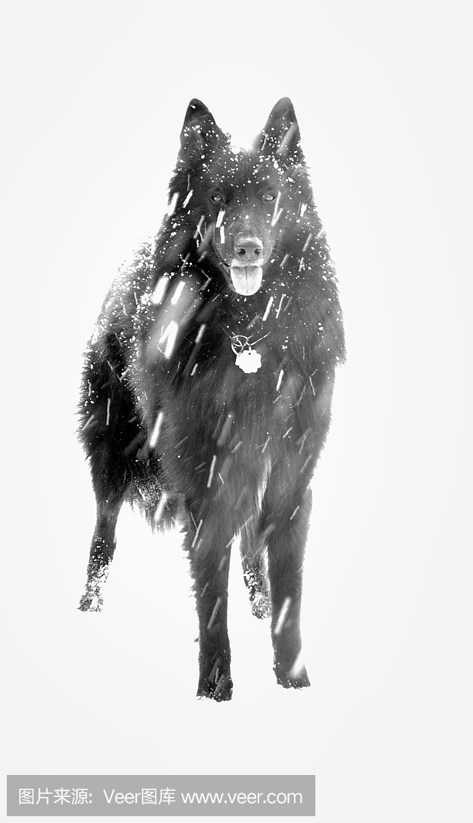 比利时牧羊犬,勃拉本松马,比利时牧羊狗,英文字