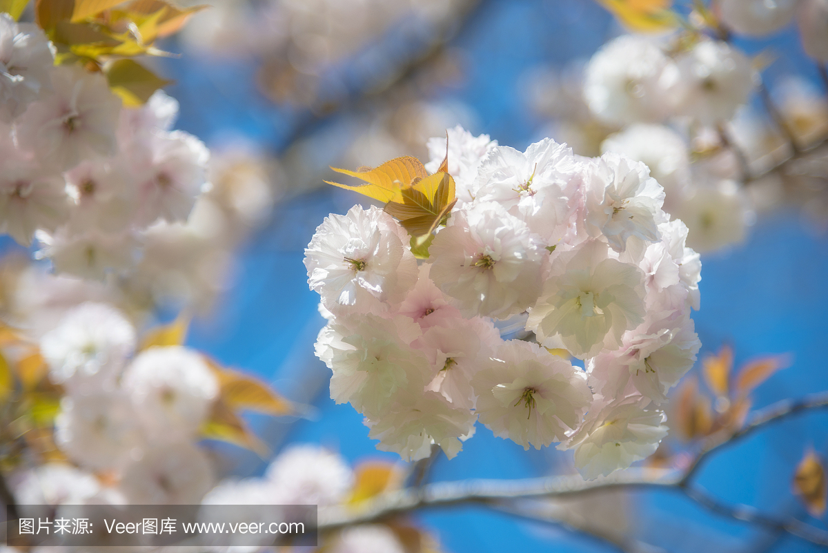 关闭日本大阪城公园附近的樱花。