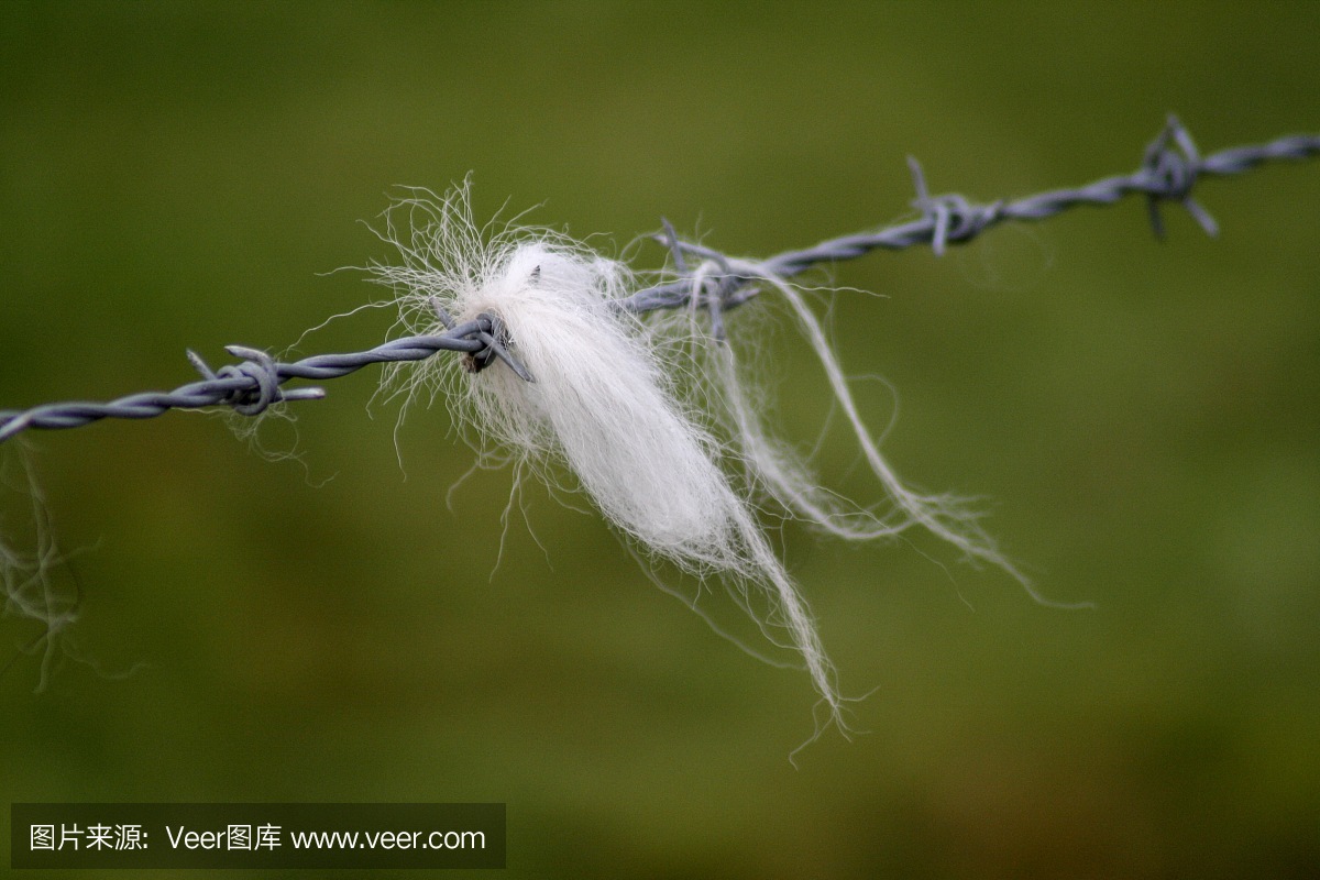 农业,安全,英国,草