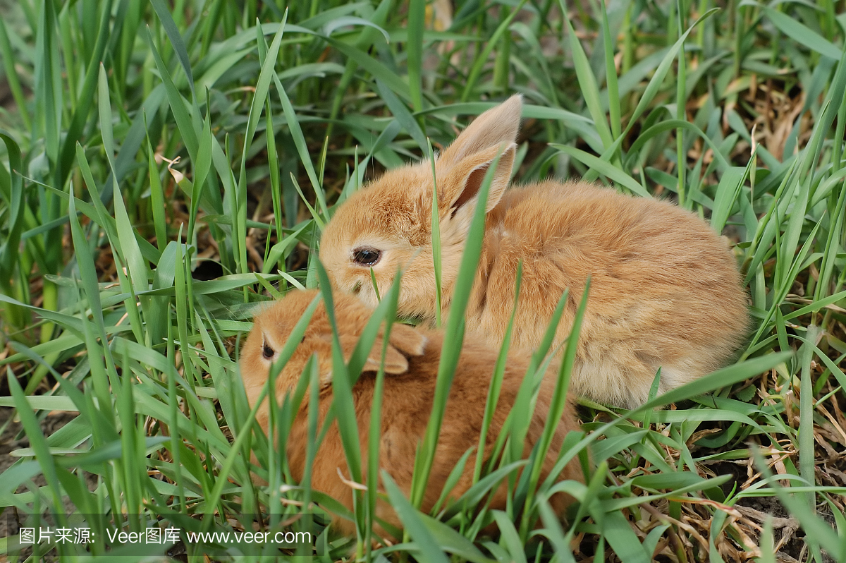 两只小兔子在草地上
