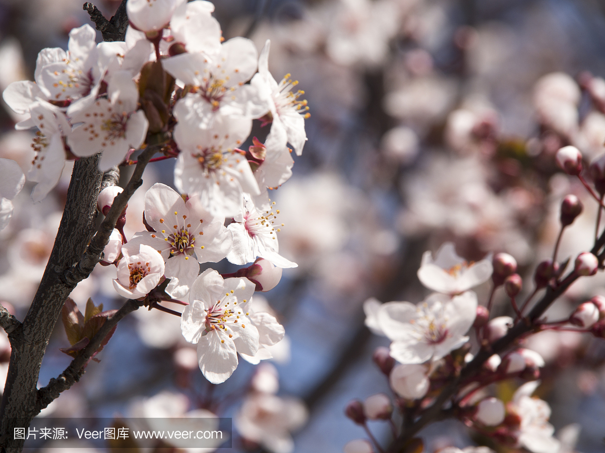 日本樱花在春天的一个分支