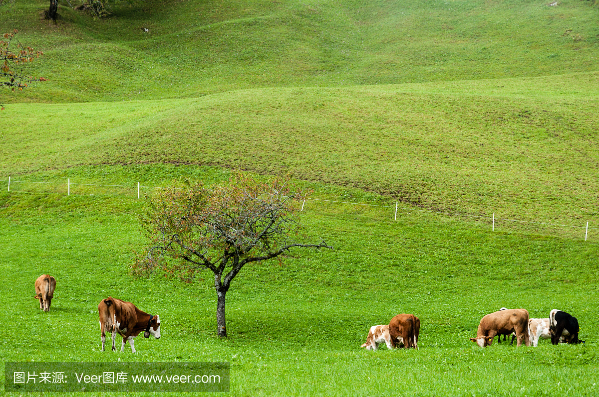 奶牛在阿尔卑斯山的牧场上。畜牧业,奥地利