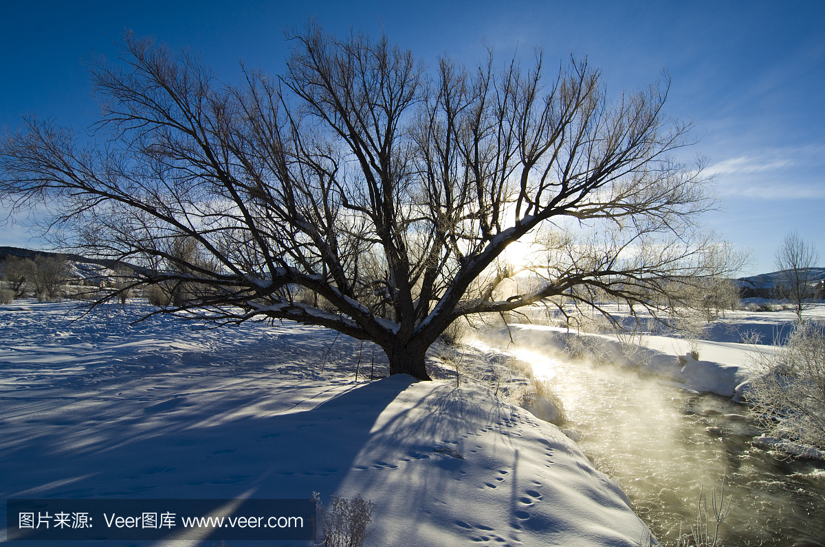 冬天的棉花树在Misty Creek旁边