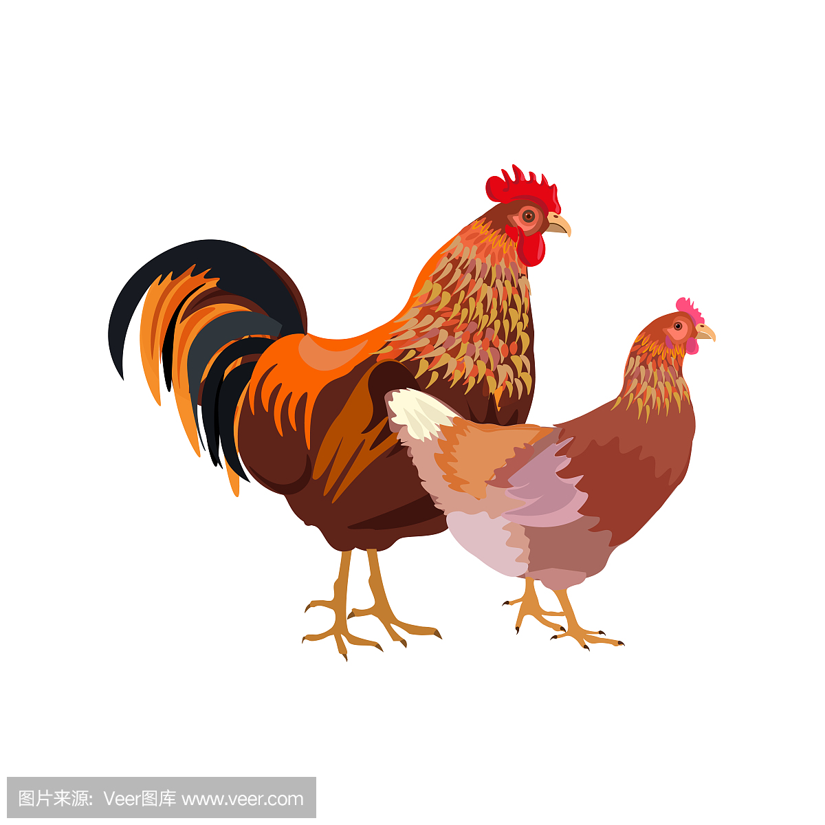 Rooster and hen couple