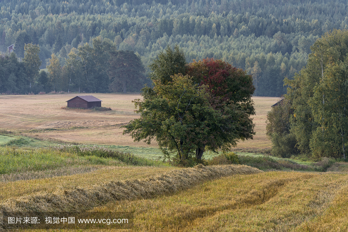 瑞典,荷兰,阿尔梅斯波,秋季农村景观
