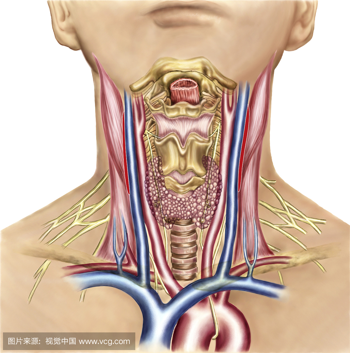 颈部解剖显示咽部区域和甲状腺,甲状旁腺的动