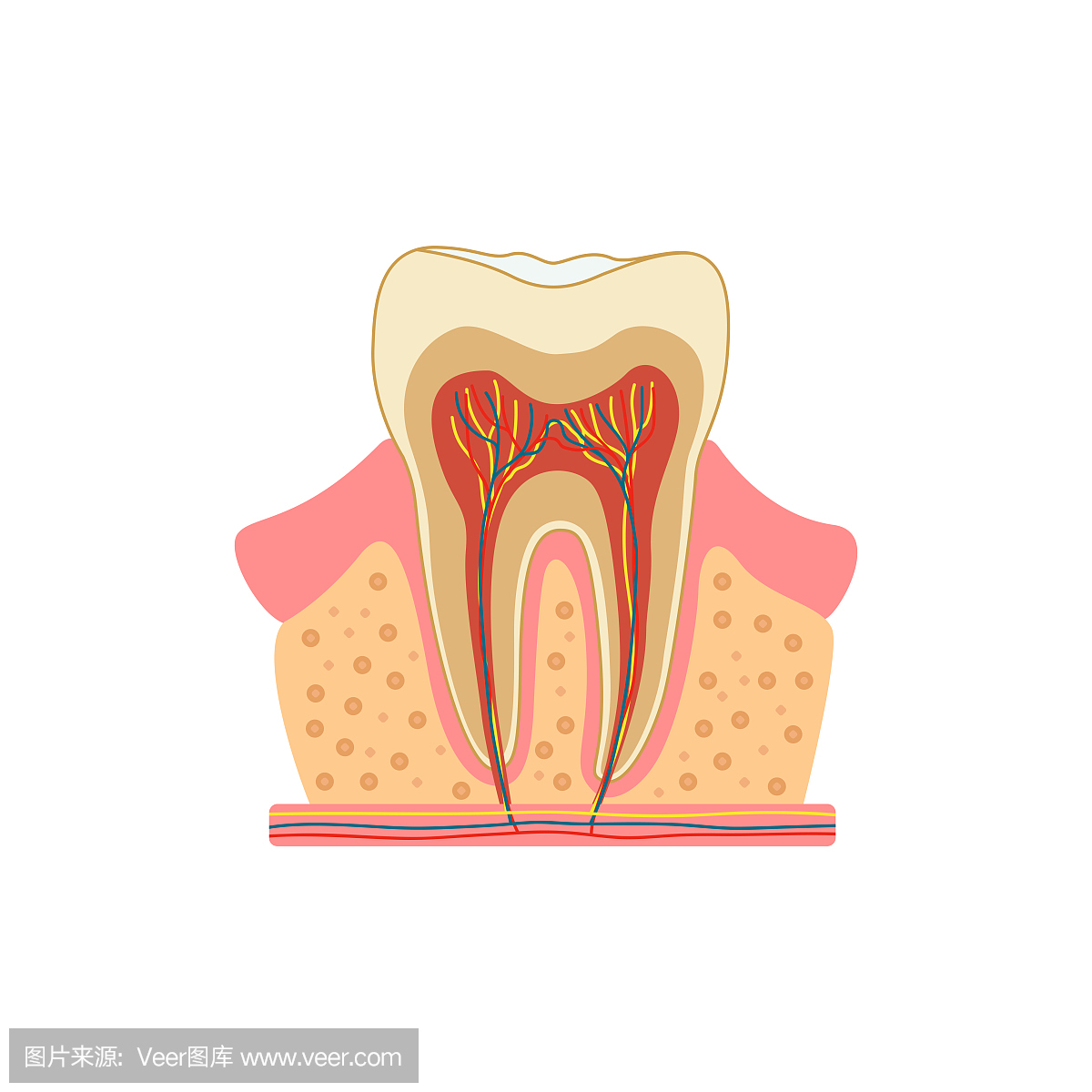 切割的牙齿。牙齿内部横截面结构的医学图。矢