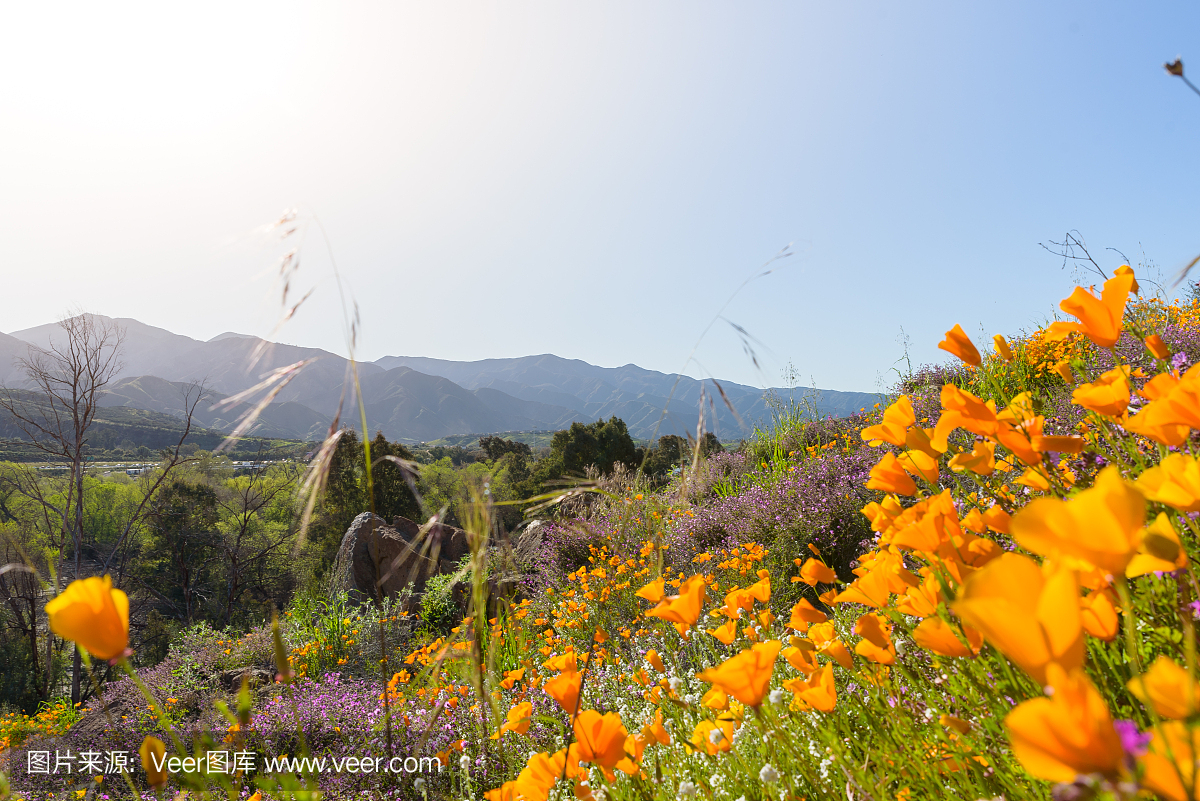 加利福尼亚,加州金罂粟,色彩鲜艳,春天