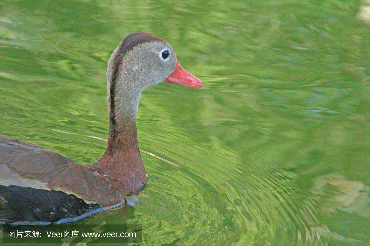 呷呷叫,鸭叫,吹口哨,口哨声