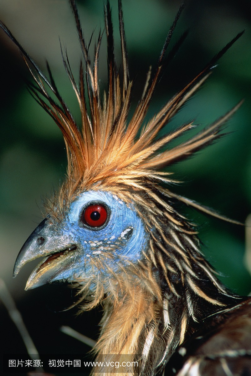 保加利亚,特写的头,委内瑞拉