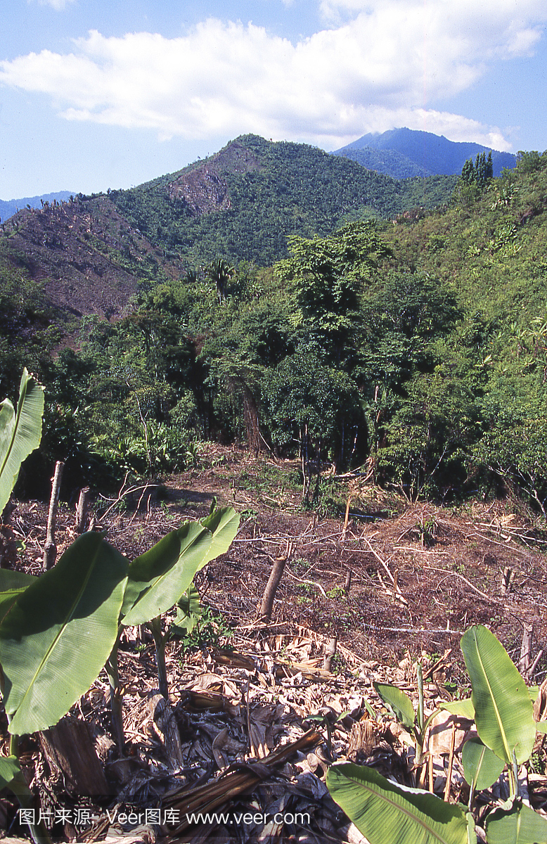 迁移洪都拉斯Pico Bonito国家公园附近的农业
