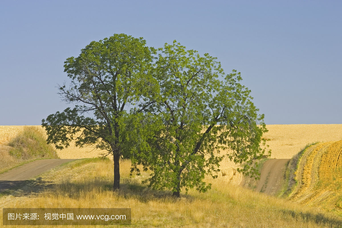 黑色棉花树(Populus trichocarpa)在冬季麦田