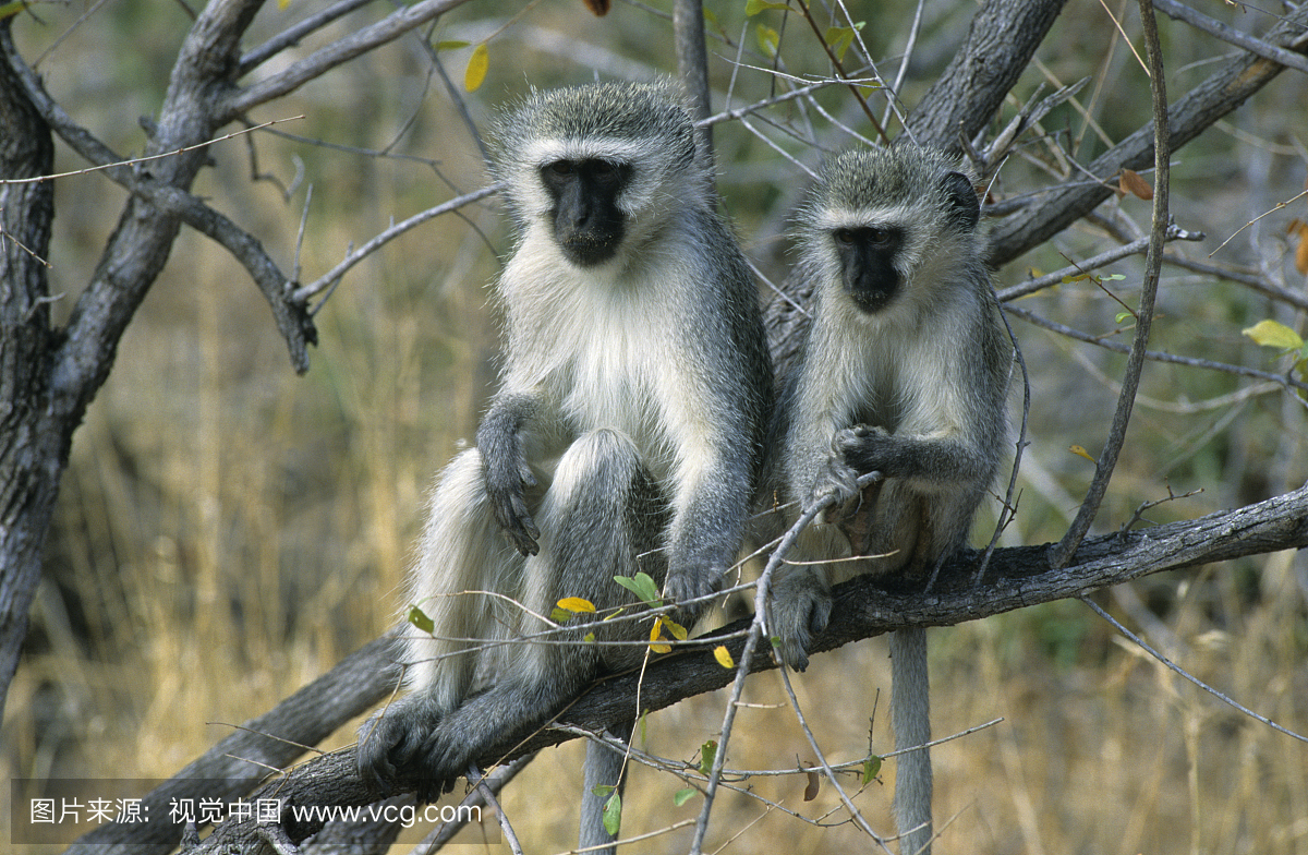 树木中的猴子(Chlorocebus pygerythrus),南非姆