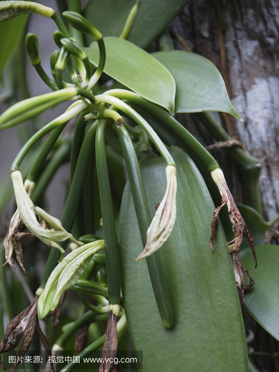 Silique植物,Lifou岛,忠诚群岛,新喀里多尼亚,法国海外领土