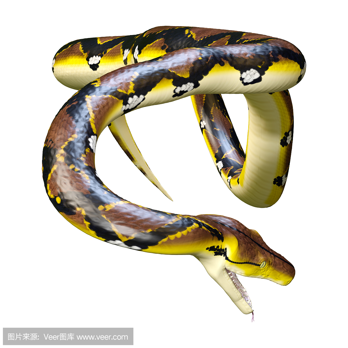 爬虫学,爬虫类,蝰蛇,蝮蛇