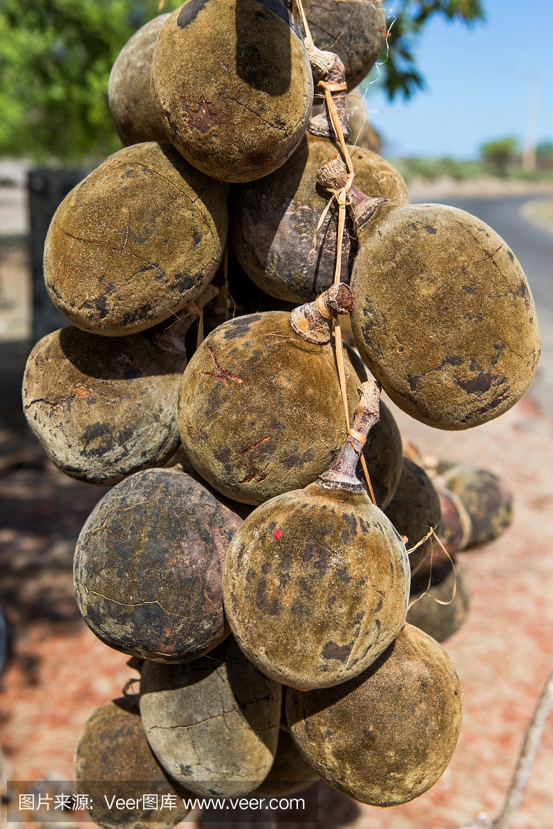 猴面包树,非洲产的一种巨树,垂直画幅,热带水果