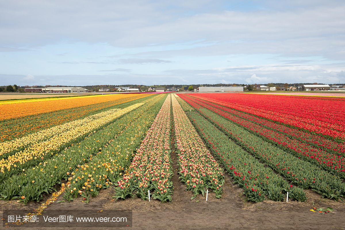 郁金香领域在荷兰南荷兰省Bollenstreek