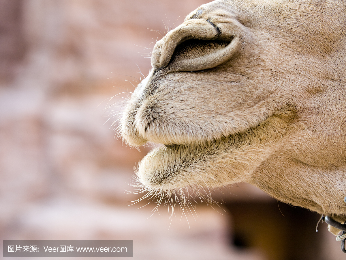 骆驼鼻子