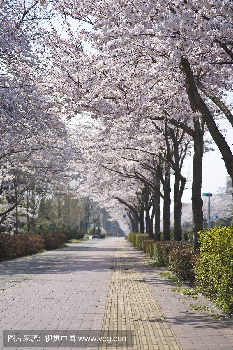 与日本东京都多摩市的樱桃树行人行道