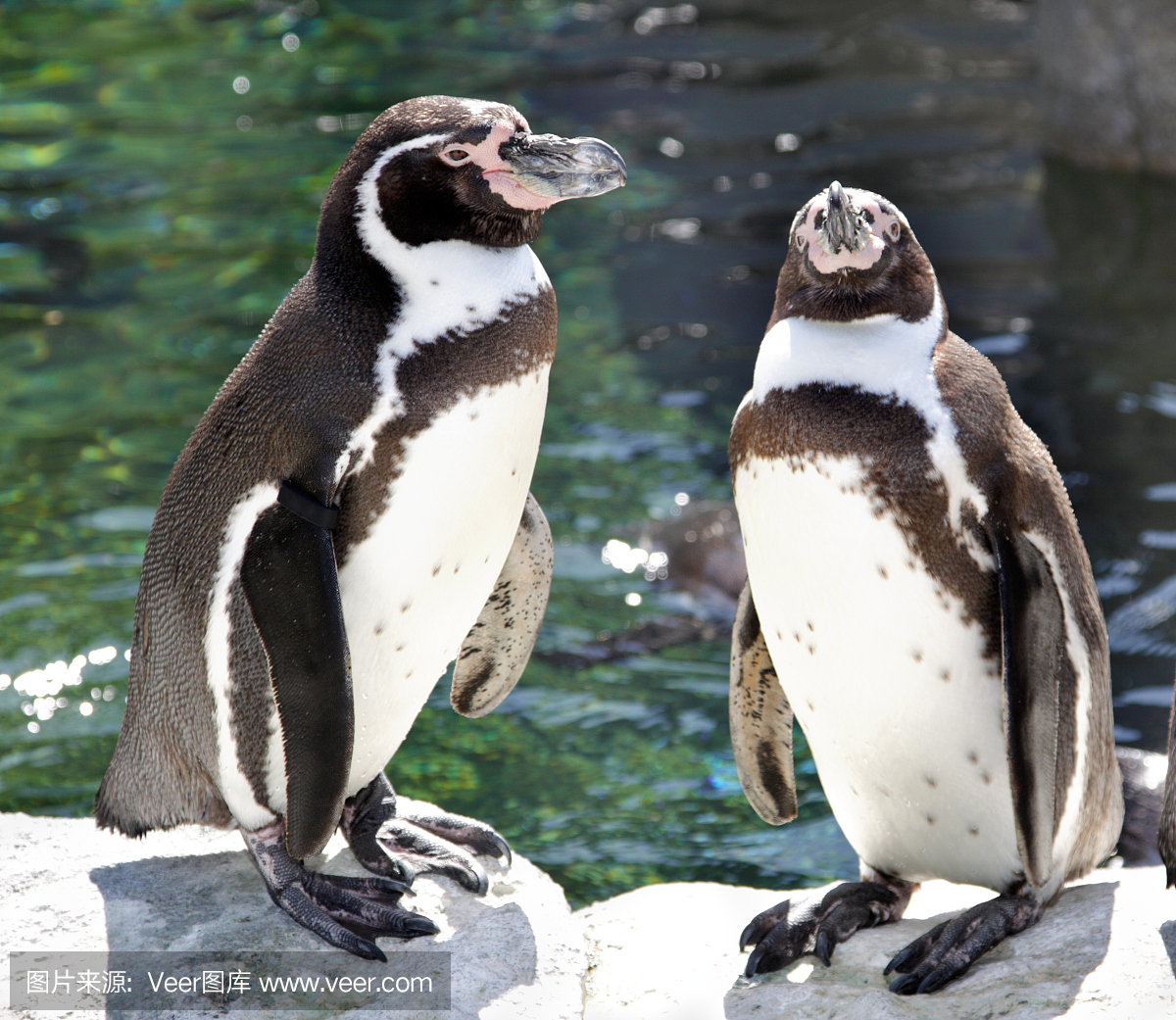 自然,野生动物,水平画幅,哺乳纲