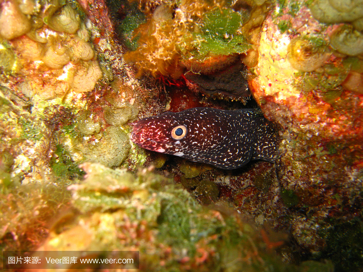 在加勒比海中发现的海鳗鳗鱼