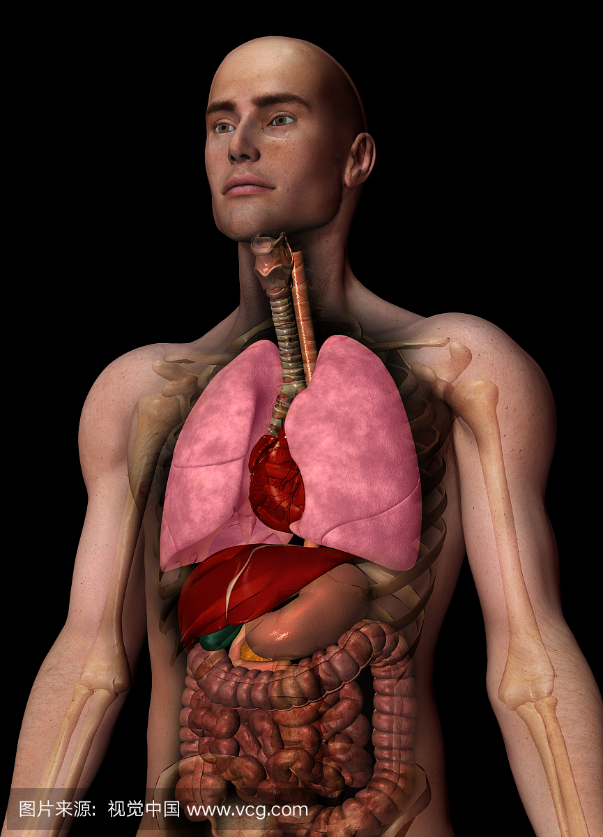 内部人体器官的数字生成图像