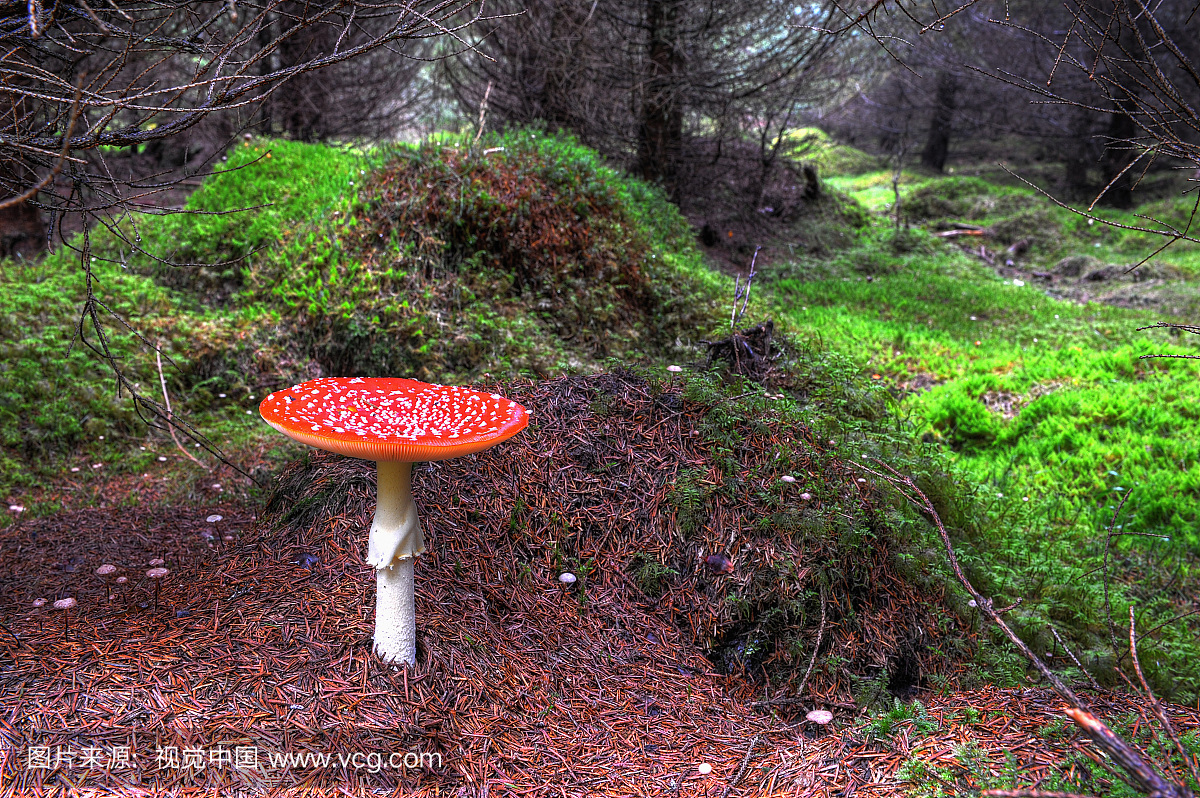 针叶,蘑菇,鬼笔鹅膏,户外