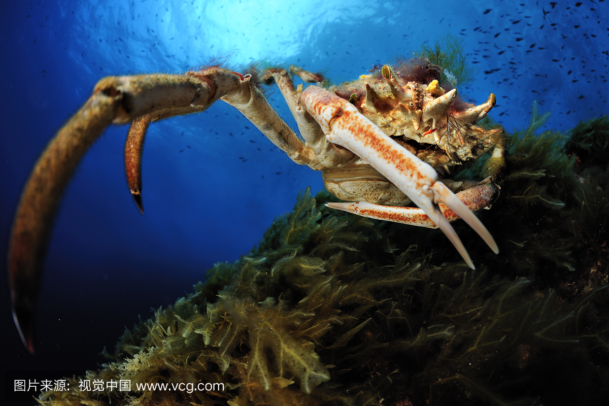 阿拉斯加雪蟹,阿拉斯加蟹,阿拉斯加蜘蛛蟹,雪蟹