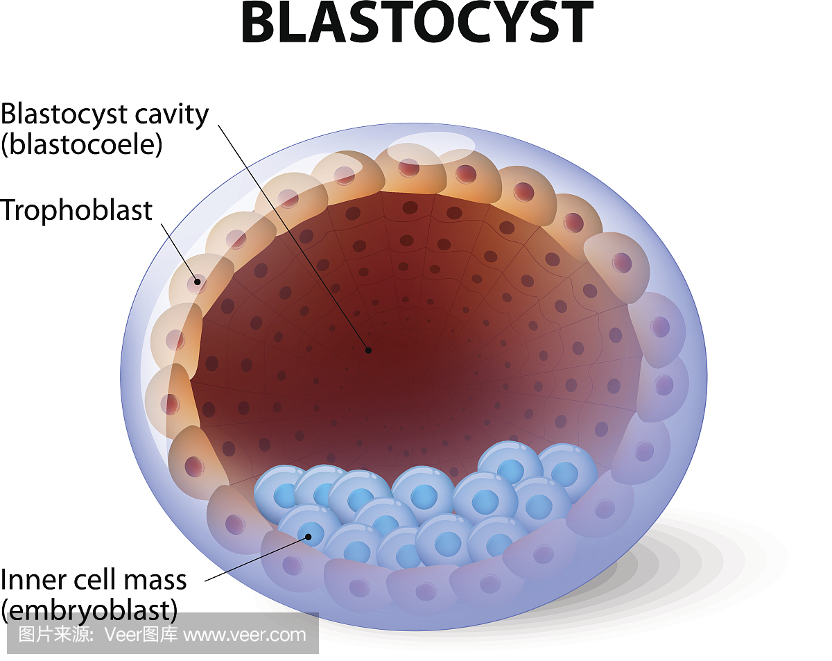 人类囊胚,内细胞团