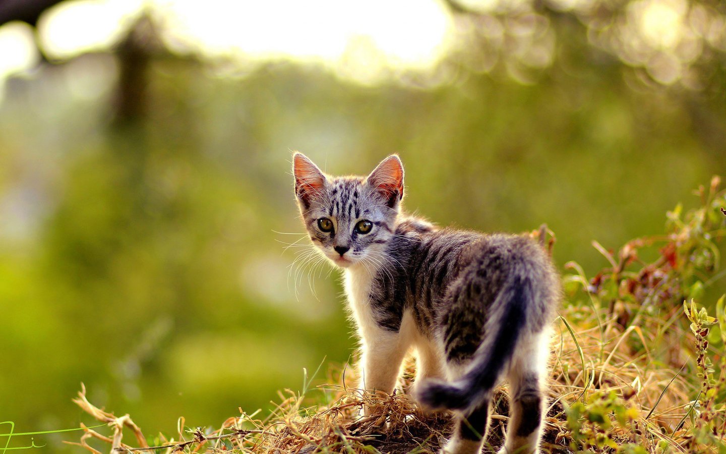 壁纸 动物 狗 狗狗 猫 猫咪 小猫 桌面 1440_900