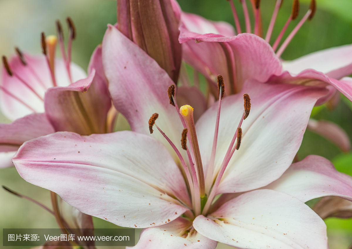 日本百合,日本百合花植物,日本百合科,日本百合