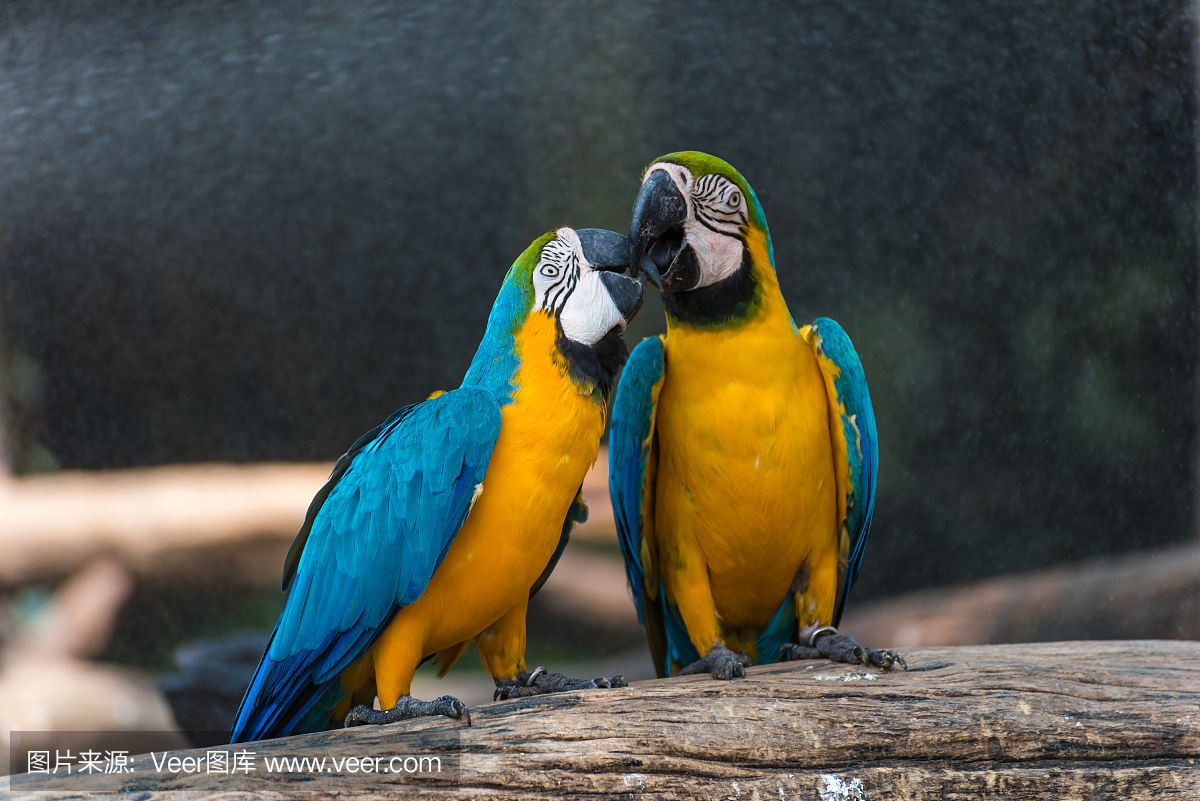 金刚鹦鹉,巴西鹦鹉,紫蓝金刚鹦鹉,巴西鹦鹉鸟