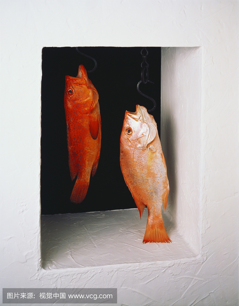 Red Snapper and Jeweled Perch on Hooks