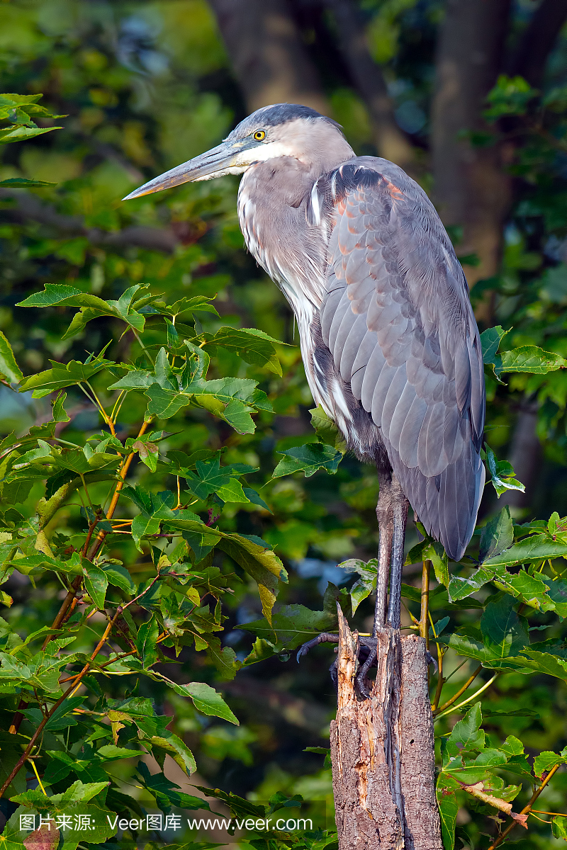 大蓝苍鹭,大蓝鹭,大蓝鹭族,大蓝鹭头