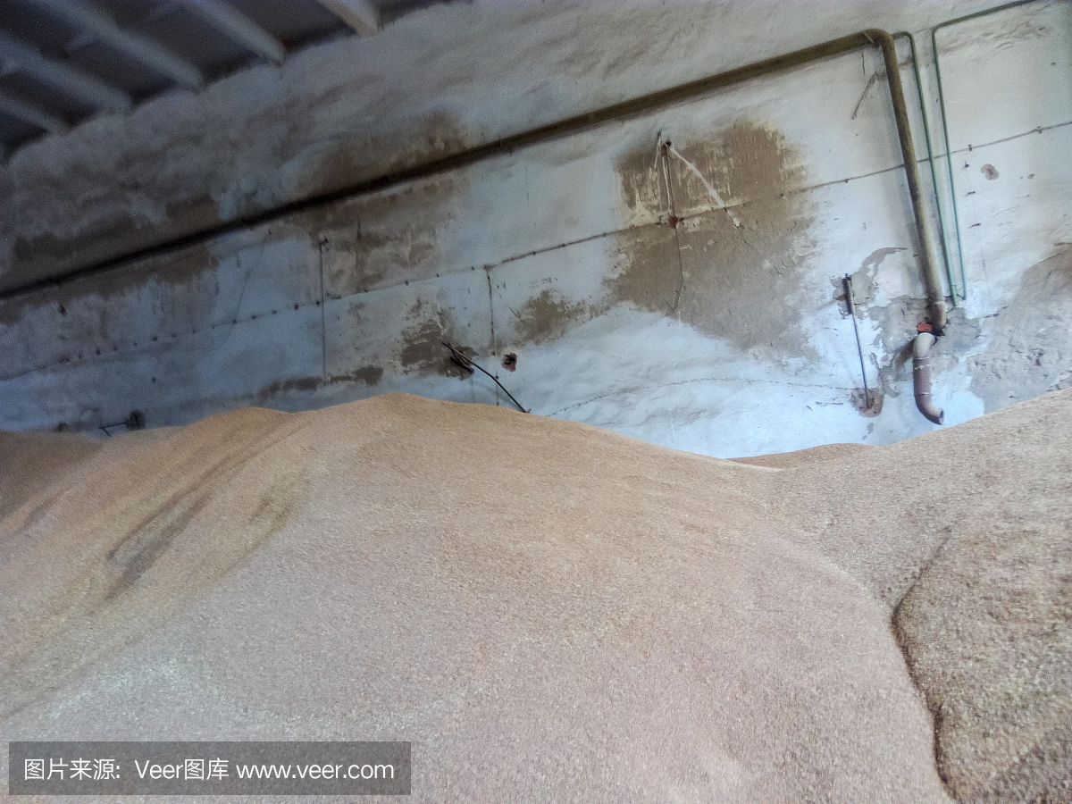 大麦和小麦的谷物堆在股票