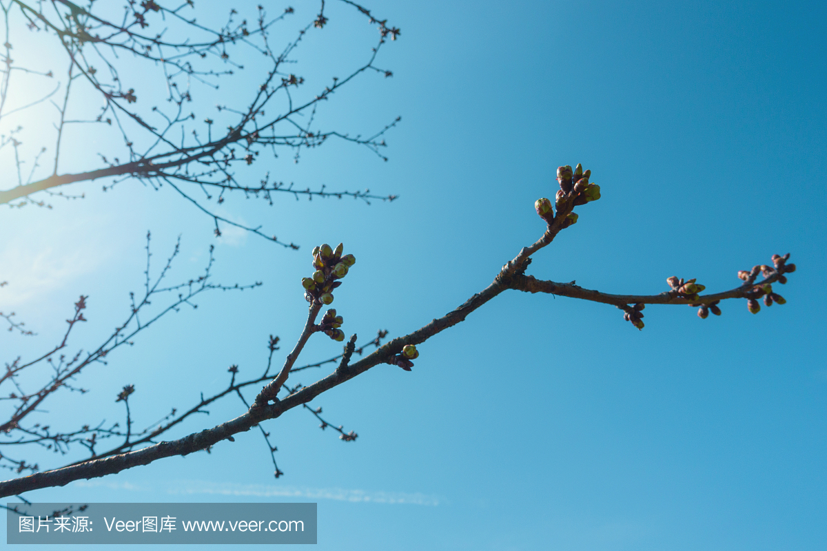 苹果树叶和芽反对蓝蓝的天空