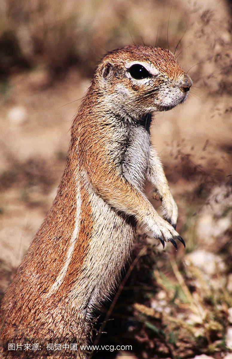 在松树国家公园,卡拉哈里,南非的地松鼠
