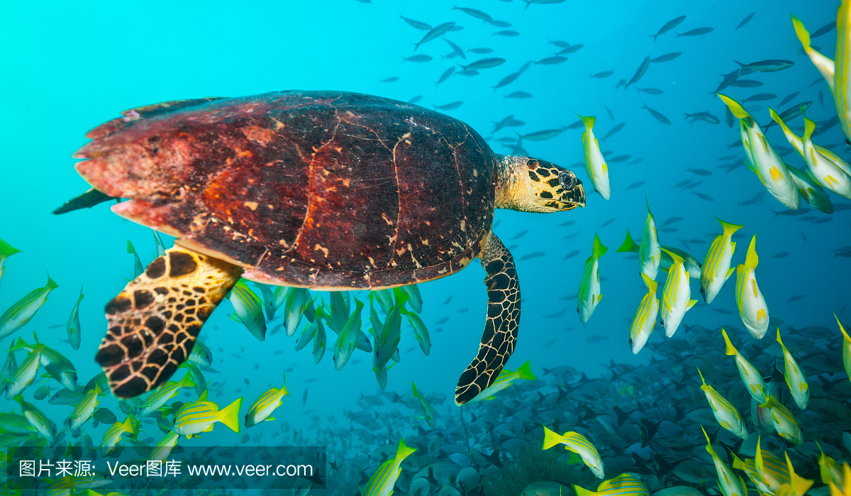 马尔代夫hawkbill乌龟漂浮在一群鱼