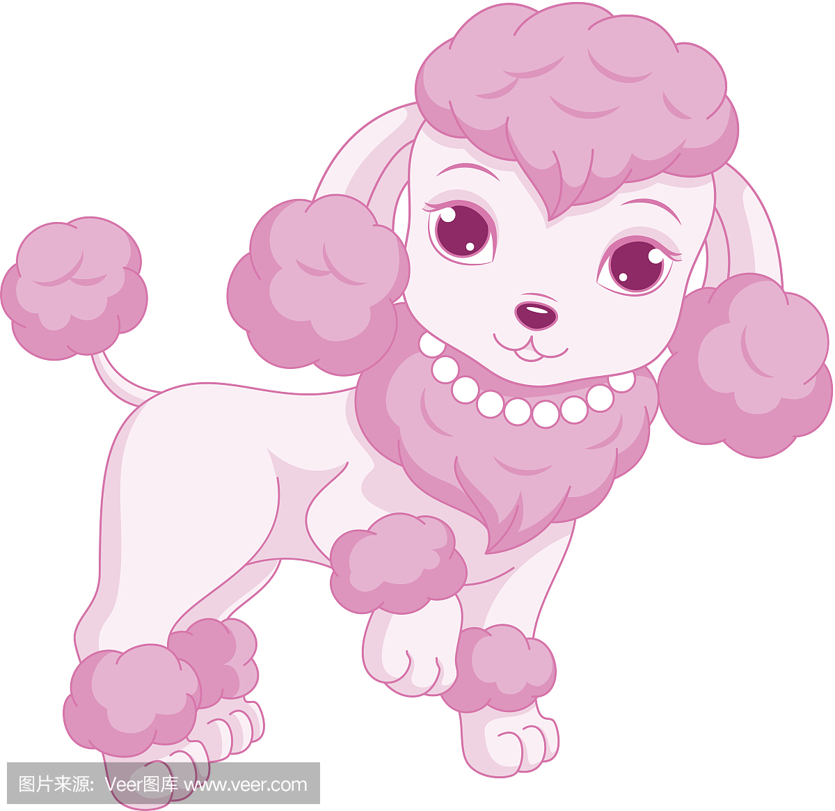 贵宾犬,狮子狗,一种智力很高的狮子狗,贵宾狗