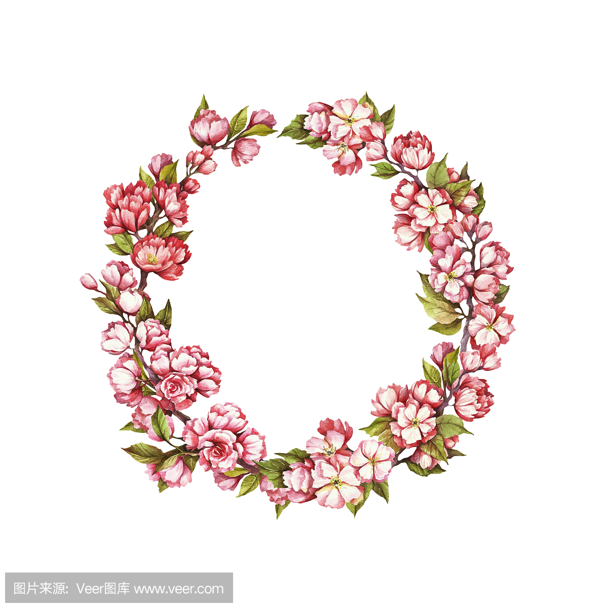 盛开的樱桃花环。手画水彩插图。