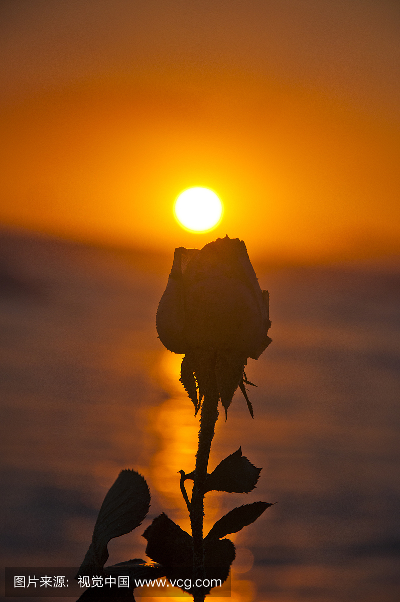 玫瑰,玫瑰花,玫瑰植物,伴侣