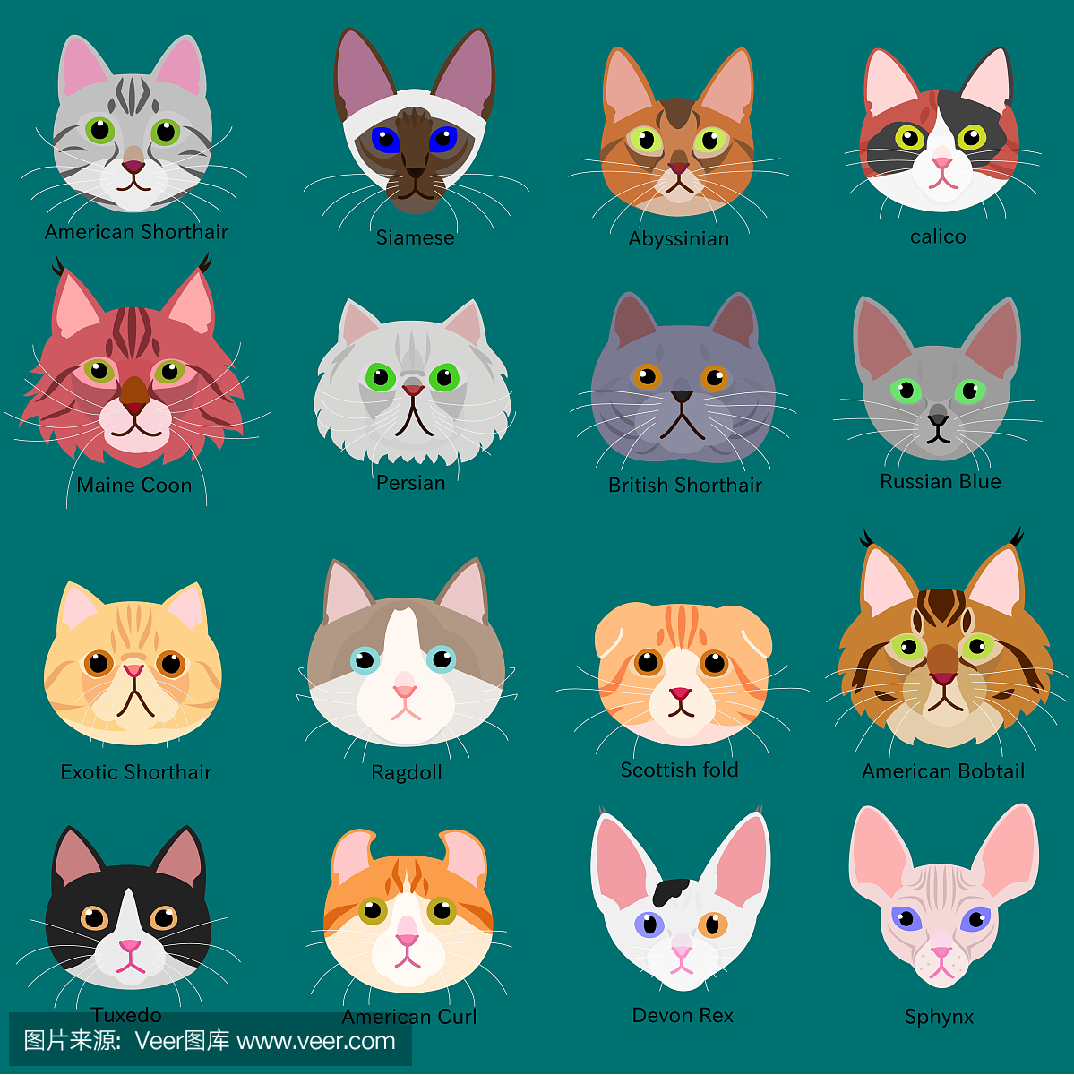 猫脸设定与品种名称