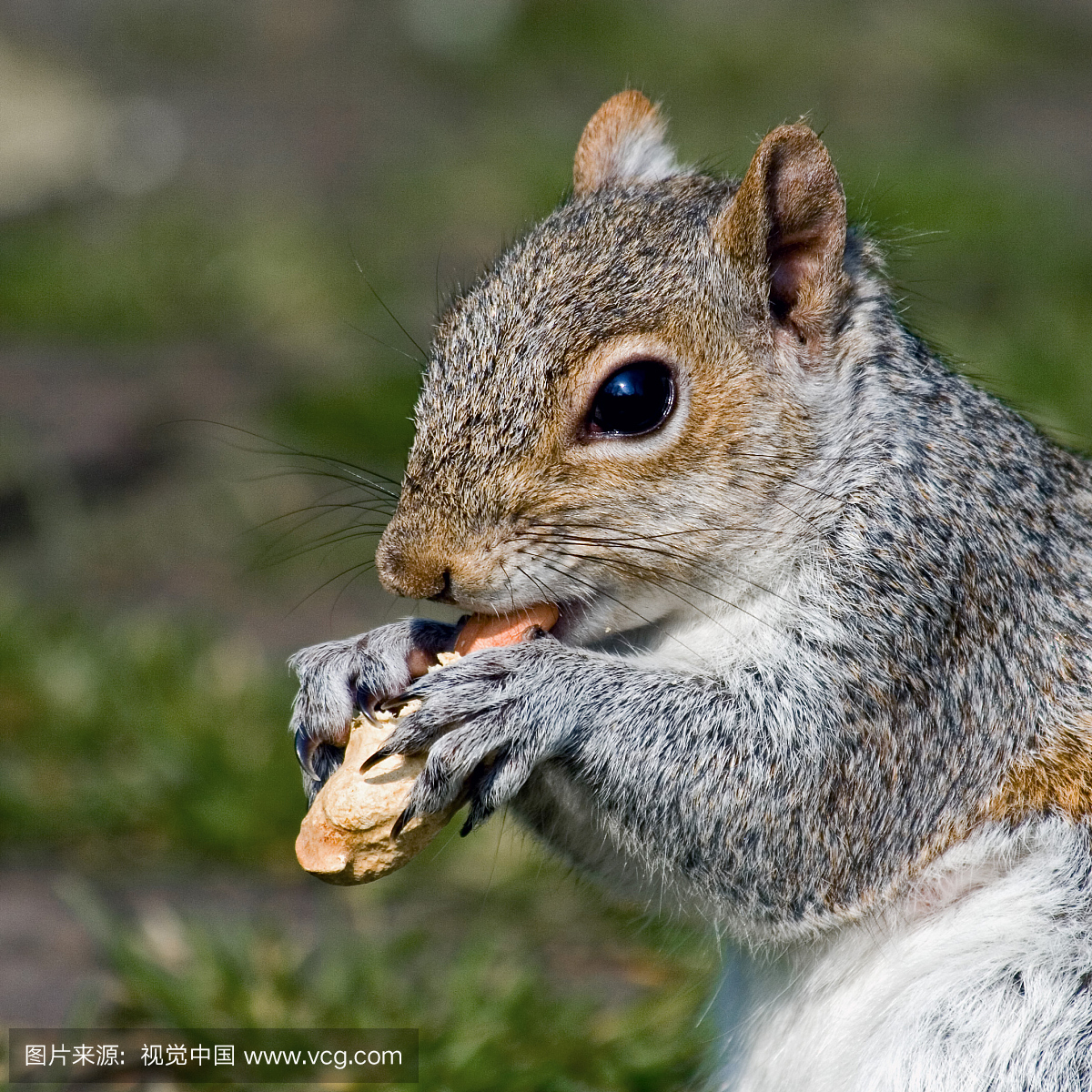 北美灰松鼠,动物主题,一只动物,拿着